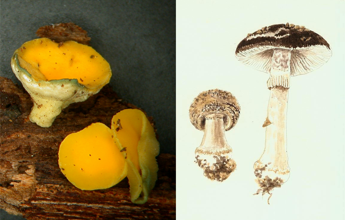 phylogeny-taxonomy-nzfungi